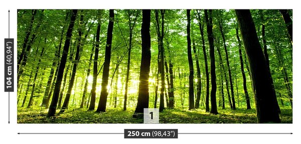 Fototapeta Vliesová Zelený les 250x104 cm
