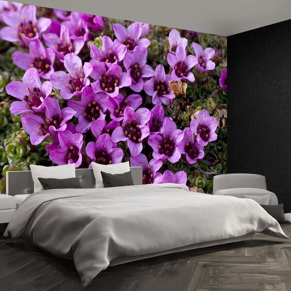 Fototapeta Vliesová Fialová skalnička 250x104 cm