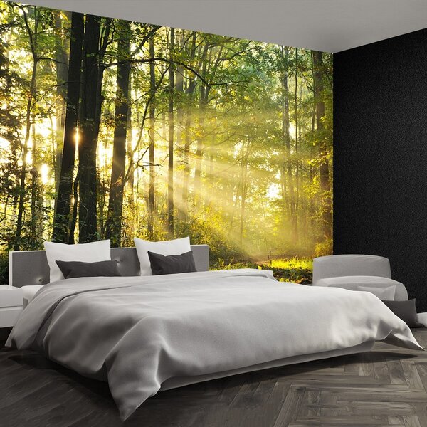 Fototapeta Vliesová Jesenné les 152x104 cm