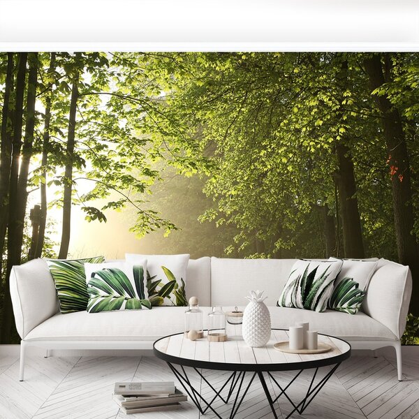 Fototapeta Vliesová Lesná cesta 250x104 cm