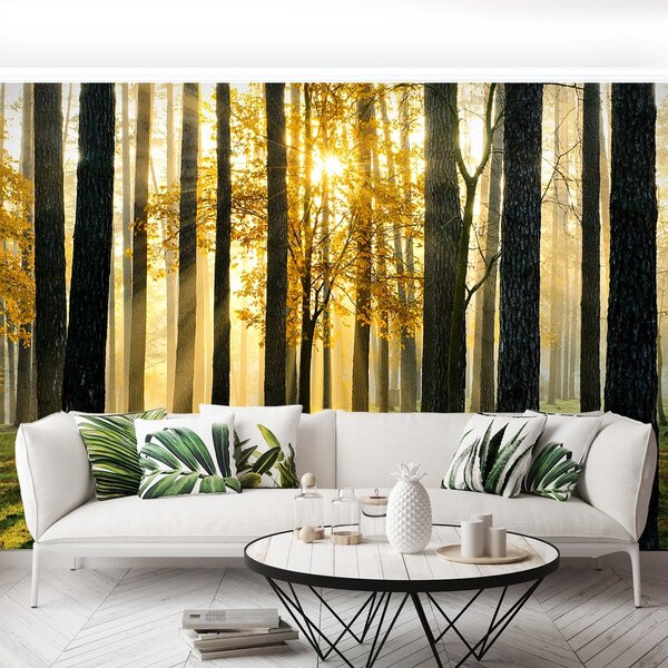 Fototapeta Vliesová Ráno v lese 250x104 cm