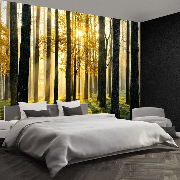 Fototapeta Vliesová Ráno v lese 250x104 cm