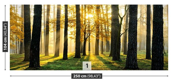 Fototapeta Vliesová Ráno v lese 250x104 cm