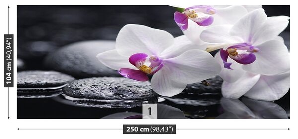 Fototapeta Vliesová Orchidea 250x104 cm