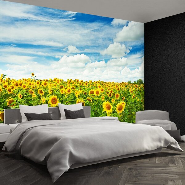 Fototapeta Vliesová Pole slnečníc 250x104 cm
