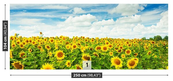 Fototapeta Vliesová Pole slnečníc 250x104 cm