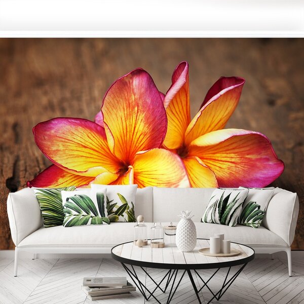 Fototapeta Vliesová Plumeria wood 250x104 cm