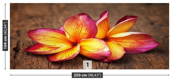 Fototapeta Vliesová Plumeria wood 250x104 cm