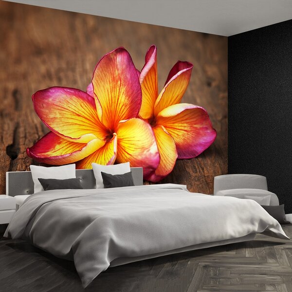 Fototapeta Vliesová Plumeria wood 250x104 cm