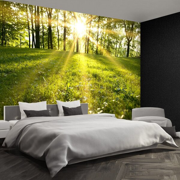 Fototapeta Vliesová Lesné slnko 250x104 cm