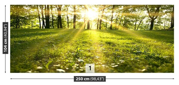 Fototapeta Vliesová Lesné slnko 250x104 cm