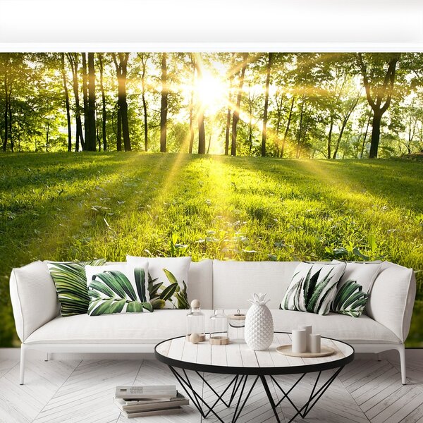 Fototapeta Vliesová Lesné slnko 250x104 cm