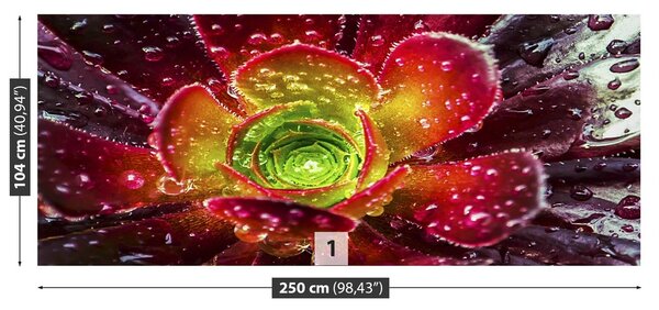 Fototapeta Vliesová Červený kvet 250x104 cm