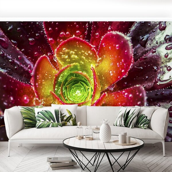 Fototapeta Vliesová Červený kvet 250x104 cm