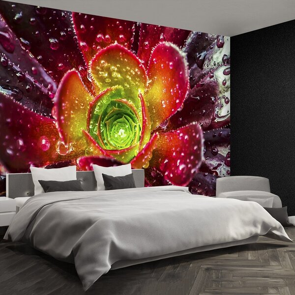 Fototapeta Vliesová Červený kvet 250x104 cm