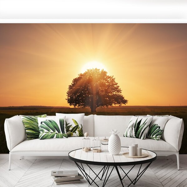 Fototapeta Vliesová Strom východ slnka 250x104 cm