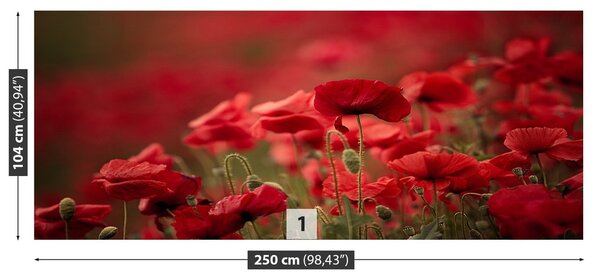 Fototapeta Vliesová Makové kvety 250x104 cm