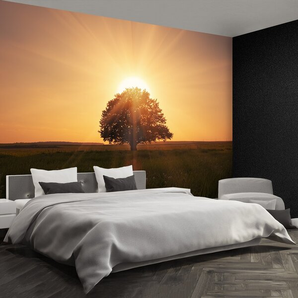 Fototapeta Vliesová Strom východ slnka 250x104 cm
