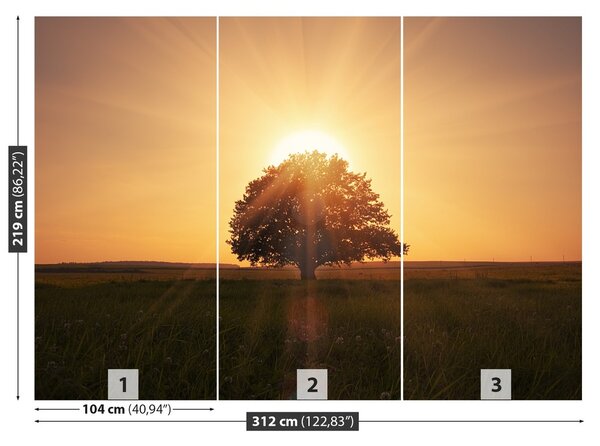 Fototapeta Vliesová Strom východ slnka 250x104 cm