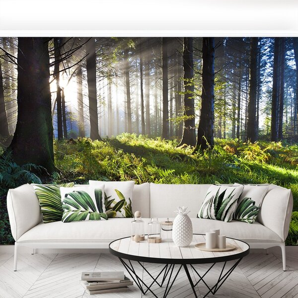 Fototapeta Vliesová Drevo slnko 250x104 cm