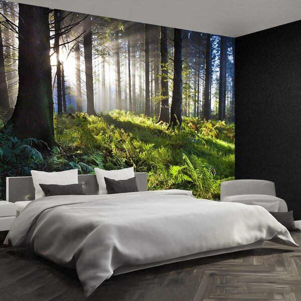 Fototapeta Vliesová Drevo slnko 250x104 cm