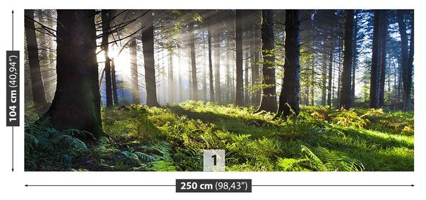 Fototapeta Vliesová Drevo slnko 250x104 cm