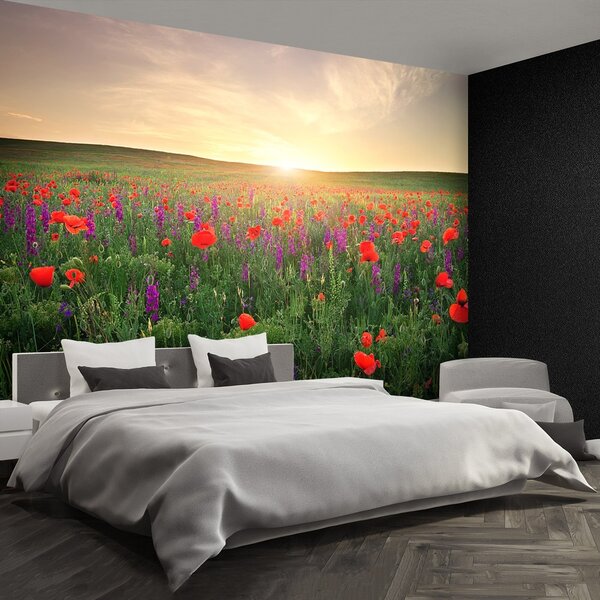 Fototapeta Vliesová Lúka maku 250x104 cm