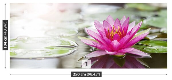 Fototapeta Vliesová Ružový lotos 250x104 cm