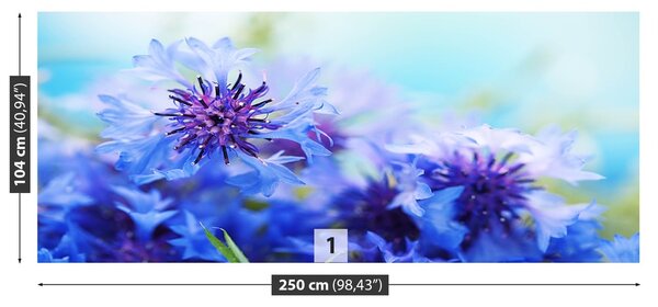 Fototapeta Vliesová Modré nevädze 250x104 cm