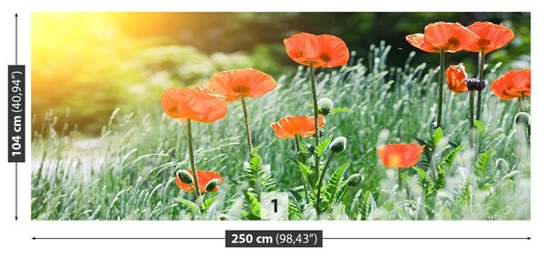 Fototapeta Vliesová Makové kvety 250x104 cm