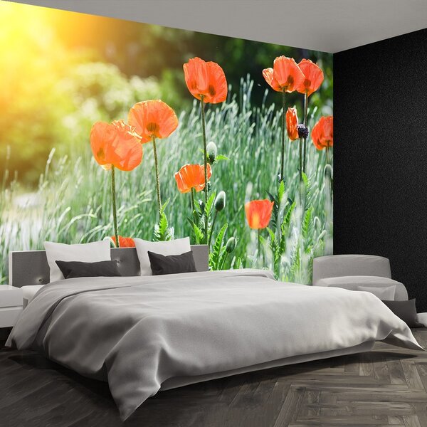 Fototapeta Vliesová Makové kvety 250x104 cm
