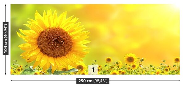 Fototapeta Vliesová Žlté slnečnice 250x104 cm