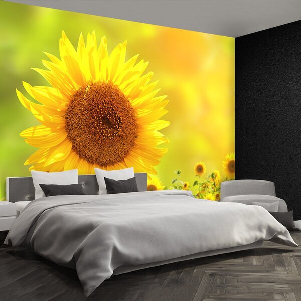 Fototapeta Vliesová Žlté slnečnice 250x104 cm