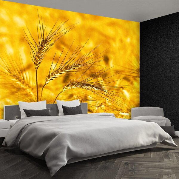 Fototapeta Vliesová Pšeničné polia 250x104 cm