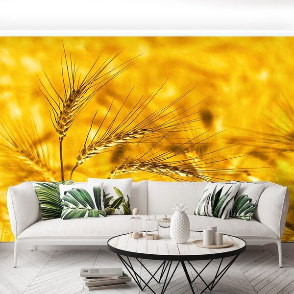 Fototapeta Vliesová Pšeničné polia 250x104 cm