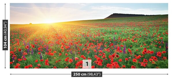 Fototapeta Vliesová Makové polia 250x104 cm