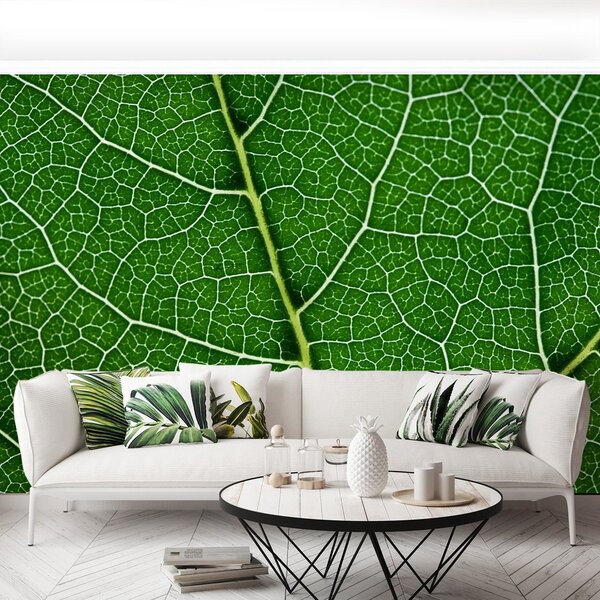 Fototapeta Vliesová Zelený list 250x104 cm
