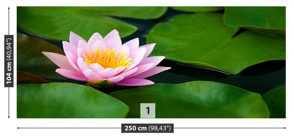 Fototapeta Vliesová Lotosový kvet 250x104 cm