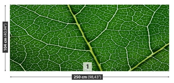 Fototapeta Vliesová Zelený list 250x104 cm
