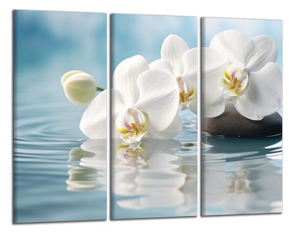 Obraz na plátne Biele orchidey vo vode
