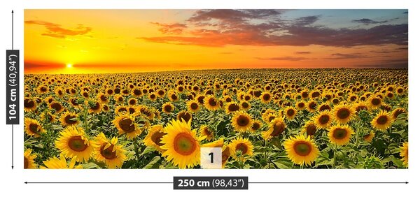 Fototapeta Vliesová Pole slnečníc 250x104 cm