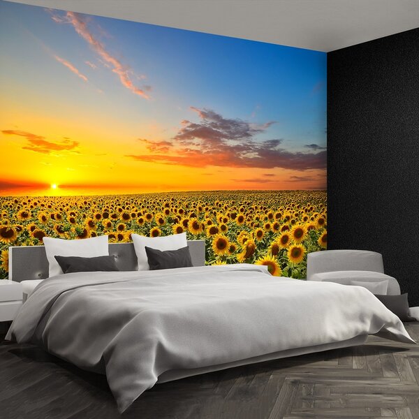 Fototapeta Vliesová Pole slnečníc 250x104 cm