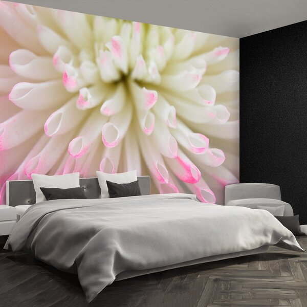 Fototapeta Vliesová Biele aster 250x104 cm