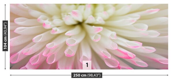 Fototapeta Vliesová Biele aster 250x104 cm
