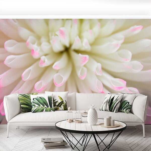 Fototapeta Vliesová Biele aster 250x104 cm