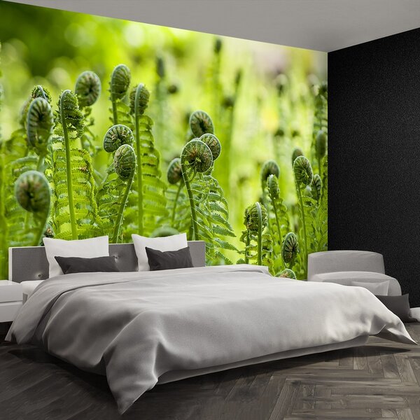 Fototapeta Vliesová Zelené papradie 250x104 cm