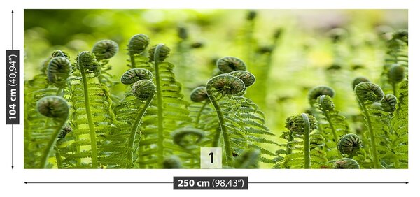 Fototapeta Vliesová Zelené papradie 250x104 cm