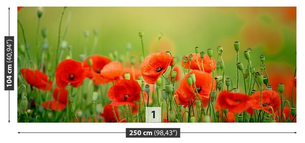 Fototapeta Vliesová Makové kvety 250x104 cm