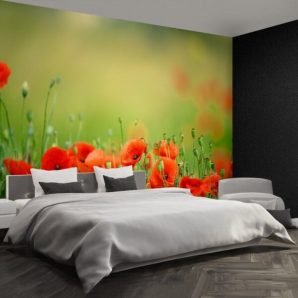 Fototapeta Vliesová Makové kvety 250x104 cm
