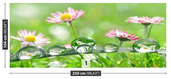 Fototapeta Vliesová Sedmokrásky zelené 250x104 cm